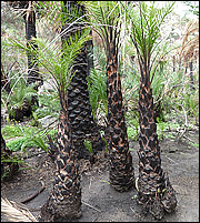 Εντατικοποιούνται οι έλεγχοι για λαθροϋλοτομία