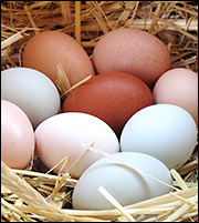 ΗΠΑ: Εκτίναξη 80% για το... ασπράδι του αβγού