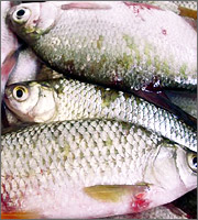 ΕΕ: Απαγορεύτηκε το πέταμα ανεπιθύμητων ψαριών