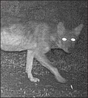 Επανεμφάνιση λύκων στην Πάρνηθα μετά από 50 χρόνια