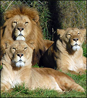 Κεφάλια λιονταριών καταφτάνουν στις ΗΠΑ σε αριθμό... ρεκόρ!