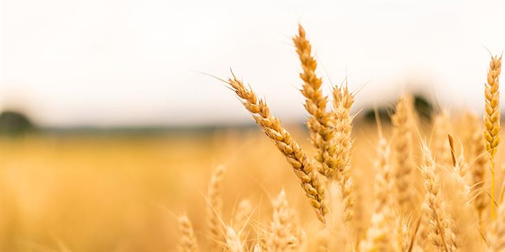 Ανεβάζει τις τιμές του σιταριού το κρύο σε ΗΠΑ-Ρωσία 