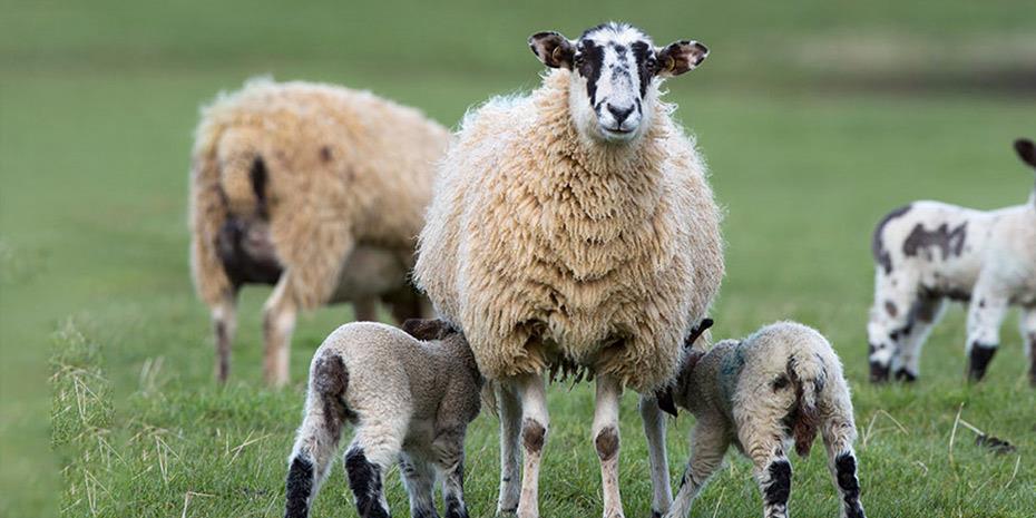 Καταβάλλονται 4,6 εκατ. ευρώ σε κτηνοτρόφους που διατηρούν σπάνια ζώα