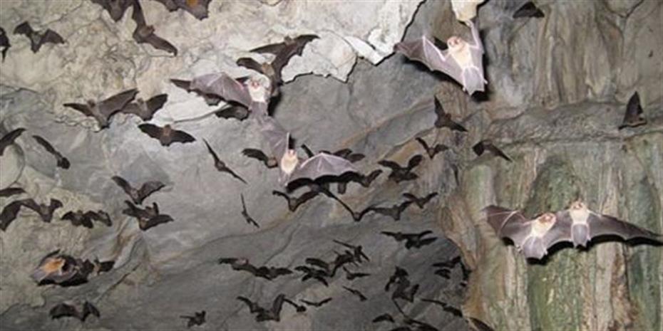 ΠΟΥ: Ο κορωνοϊός πιθανότατα πέρασε από νυχτερίδες στον άνθρωπο μέσω άλλου  ζώου