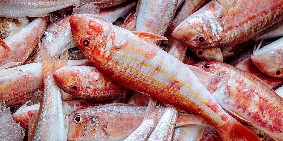 Χάος στα ευρωπαϊκά λιμάνια: Νέο ψηφιακό σύστημα μπλοκάρει τις εισαγωγές ψαριών