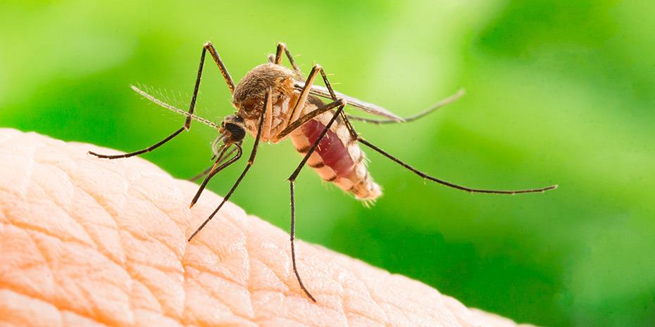 Συναγερμός για κουνούπια στη Θεσσαλία, φόβοι για έξαρση ασθενειών