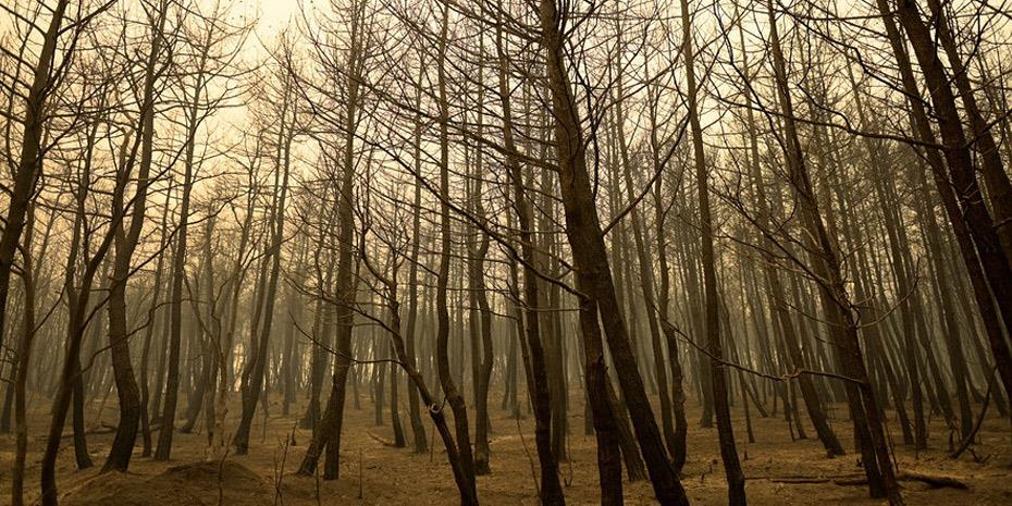 Συλλήψεις για πυρκαγιές σε Λουτράκι, Κοζάνη, Λαμία και Αλμυρό