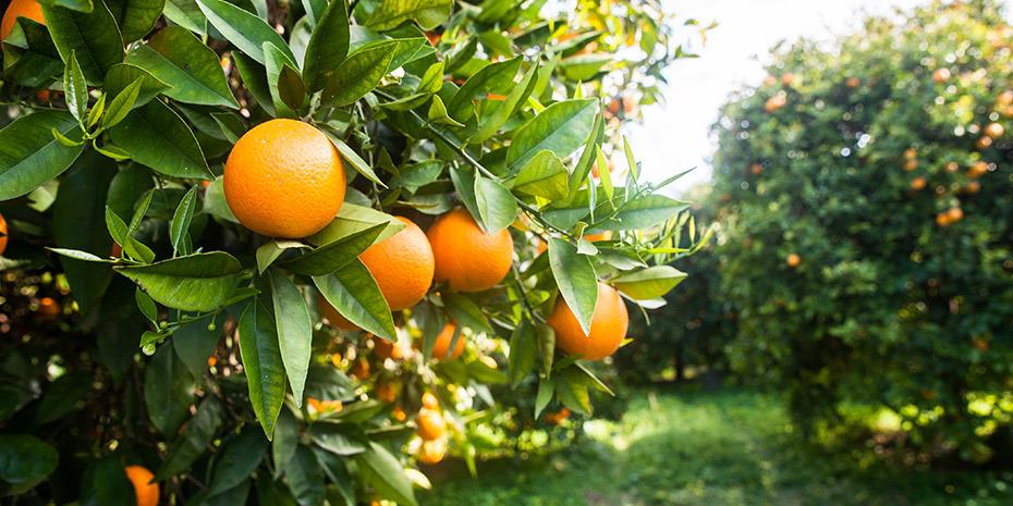 Πορτοκάλια: Το επόμενο… ελαιόλαδο της ακρίβειας στα τρόφιμα