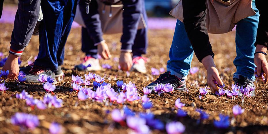Αυξάνεται 10% η τιμή του κρόκου Κοζάνης