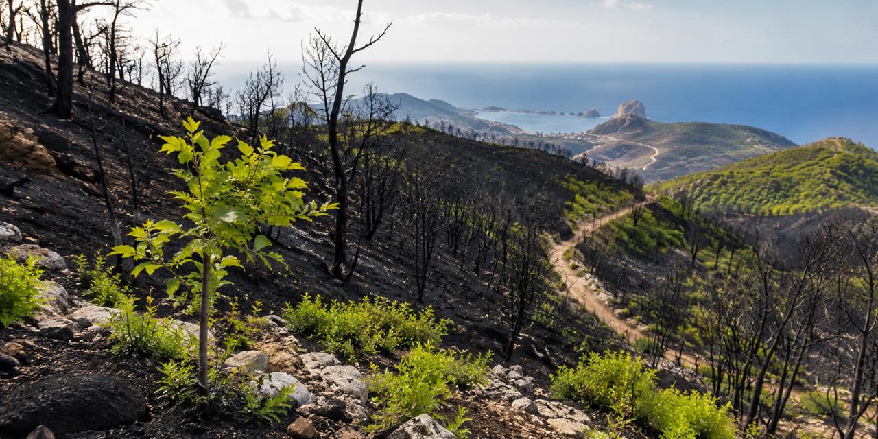 Η «δικτατορία» του πεύκου