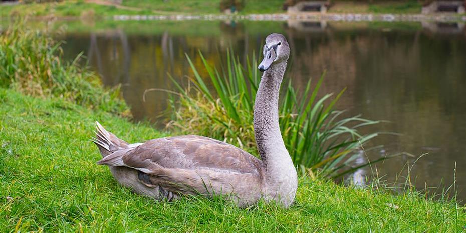 Nomura: Οι δέκα «γκρίζοι κύκνοι» για το 2017