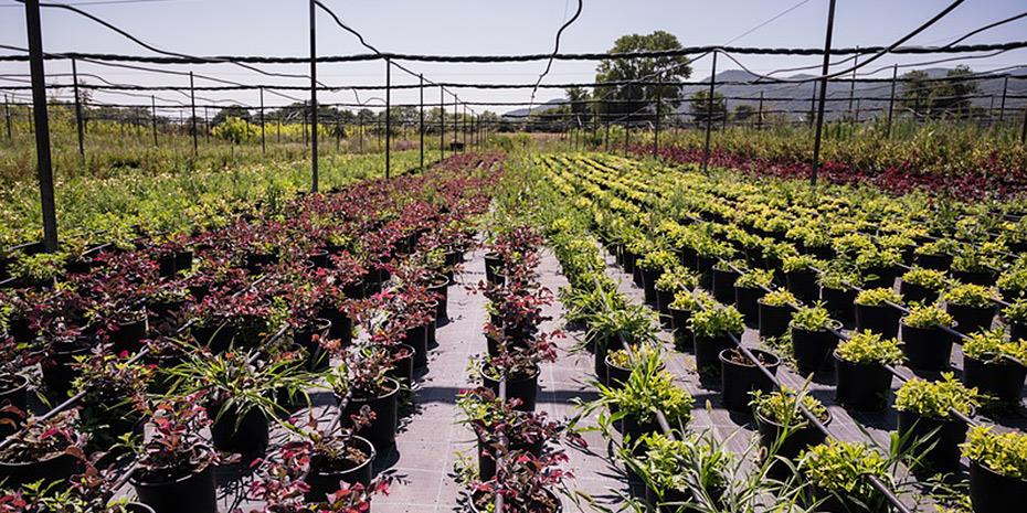 Ελληνικός Χρυσός: Περιβαλλοντική αποκατάσταση στην πράξη