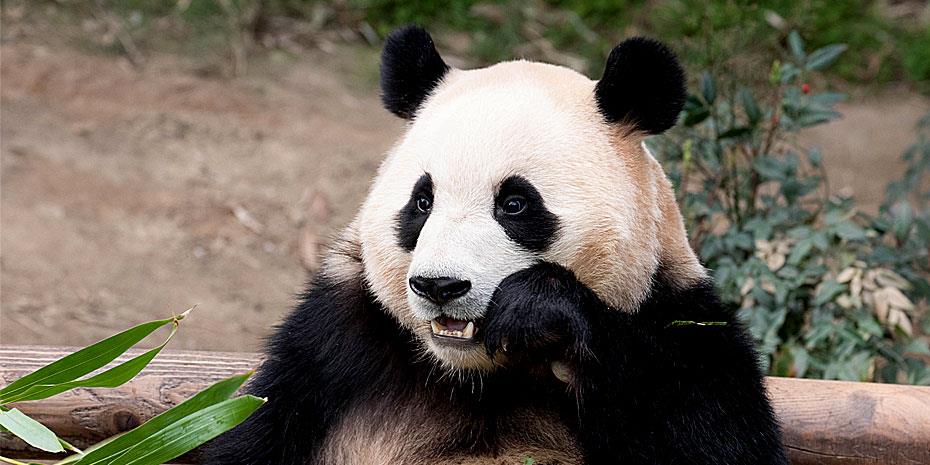 Νέα γιγάντια πάντα στέλνει η Κίνα στη Γαλλία