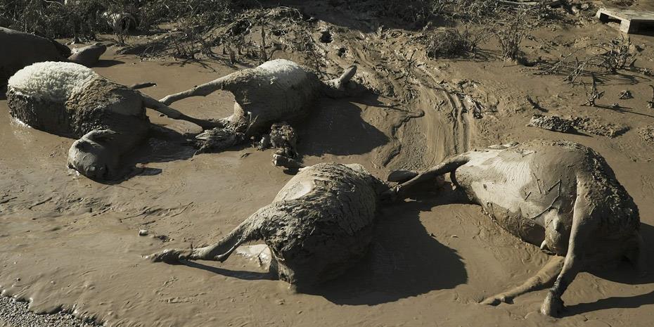 Θεσσαλία: Και ο στρατός στη μάχη για την αποκομιδή των νεκρών ζώων