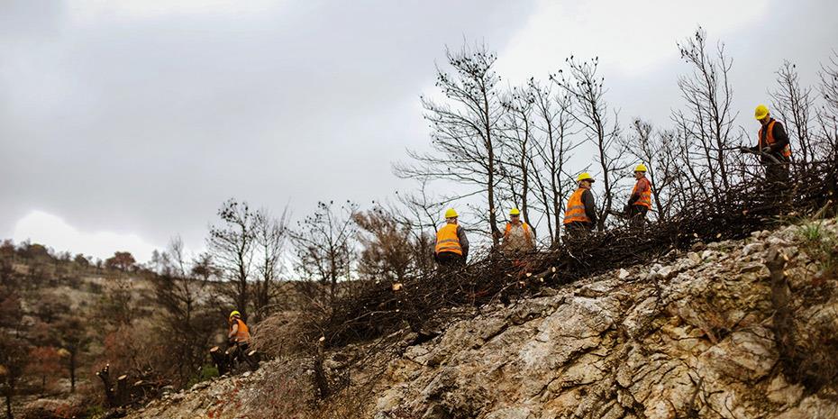 ΔΕΗ: Αποκατάσταση 13.600 στρεμμάτων στην Πάρνηθα  με χορηγία €2,5 εκατ.