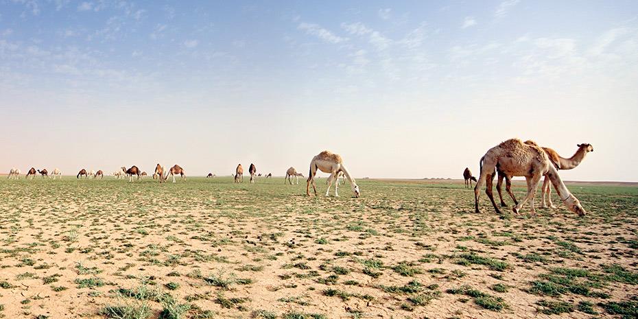 Πρασίνισε η έρημος στη Σαουδική Αραβία