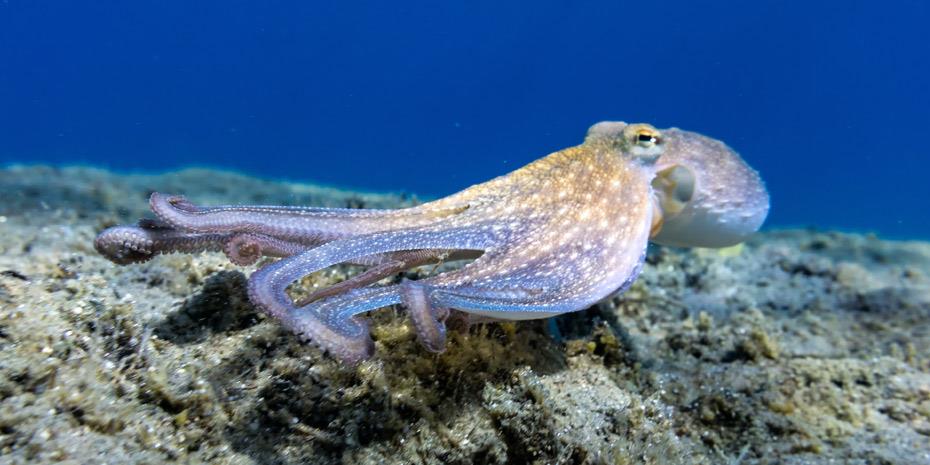 Τζακ ποτ για τους Αγγλους ψαράδες: Γέμισε χταπόδια ο Βόρειος Ατλαντικός!