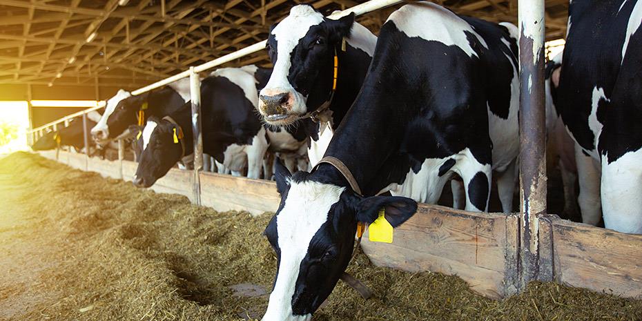 Η Δανία επιβάλλει φόρο άνθρακα στους κτηνοτρόφους