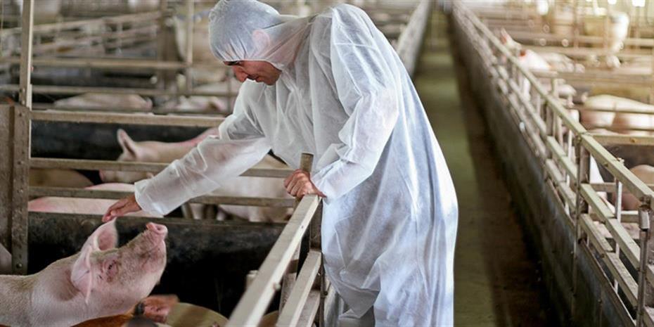 Μπλοκάρονται οι ισπανικές εξαγωγές χοιρινού λόγω αφρικανικής πανώλης