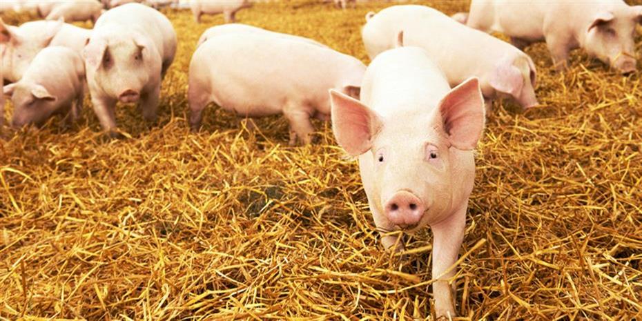 ΗΠΑ: Νίκησαν τα γουρούνια στο Ανώτατο Δικαστήριο