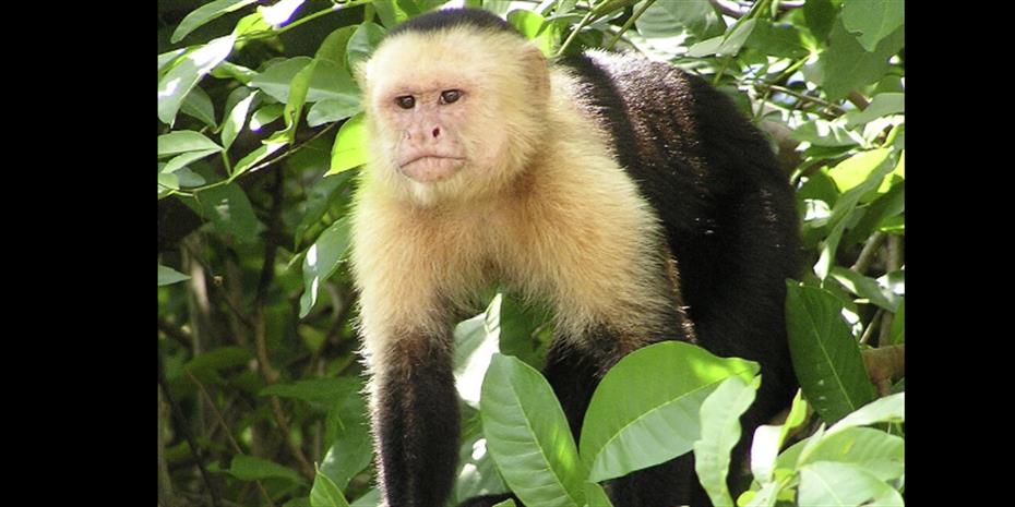 Εκτοξεύονται οι τιμές για μαϊμούδες... εργαστηρίου στην Κίνα