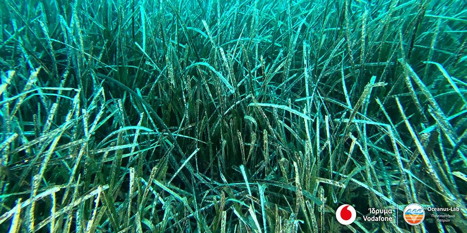 Vodafone: Ολοκληρώθηκε η χαρτογράφηση των λιβαδιών Ποσειδωνίας σε Πελοπόννησο και Αργοσαρωνικό