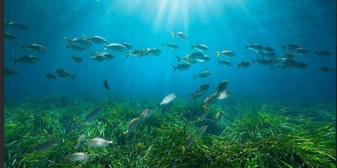 Νέα εποχή για το Posidonia Project υπό το Ίδρυμα Αθανάσιος Κ. Λασκαρίδης