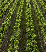 Γεύσεις Ελλάδας από την ΑΒ Βασιλόπουλος