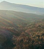 Coca-Cola στην Ελλάδα: Αποκατέστησε 7.715 στρέμματα δάσους σε Βαρυμπόμπη – Τατόι