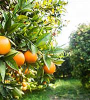 Πορτοκάλια: Το επόμενο… ελαιόλαδο της ακρίβειας στα τρόφιμα 