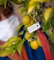 Εμβολιάζονται και τα... λεμόνια