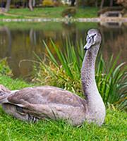 Nomura: Οι δέκα «γκρίζοι κύκνοι» για το 2017