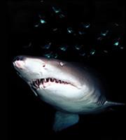 Καρχαρίας σκότωσε κολυμβητή στο Σίδνεϊ
