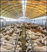 Κρατική ενίσχυση €50 εκατ. για ζωοτροφές κτηνοτρόφων