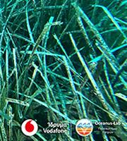 Vodafone: Ολοκληρώθηκε η χαρτογράφηση των λιβαδιών Ποσειδωνίας σε Πελοπόννησο και Αργοσαρωνικό