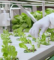 Γιατί δεν έχουν «ανθίσει» οι κάθετες καλλιέργειες