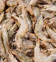 Σκοτία: Σταμάτησαν τις εξαγωγές οι ψαράδες λόγω... χαρτούρας