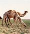 Πρασίνισε η έρημος στη Σαουδική Αραβία