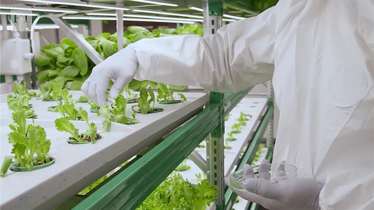 Γιατί δεν έχουν «ανθίσει» οι κάθετες καλλιέργειες